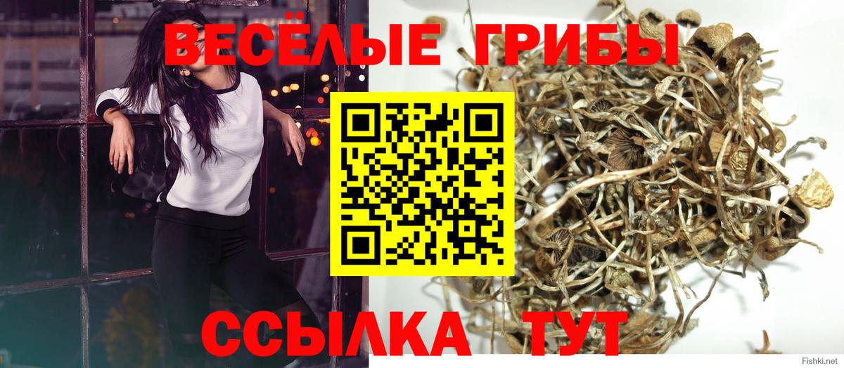 Псилоцибиновые грибы Psilocybe Удомля